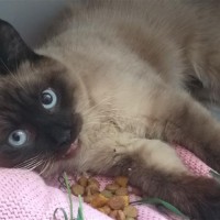 Найден кот (кошка), порода сиамский