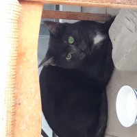 Найден кот, порода помесь британец, окрас черный