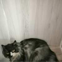 Найден кот, окрас серый, пушистый