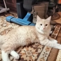 Найден котёнок, окрас кремово-бежевый