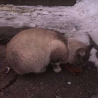 Найден кот, окрас серо-белый