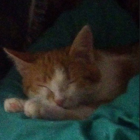 Потеряно:  кошка