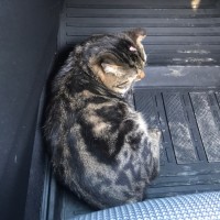 Найден кот, окрас черно-серый, тигриный