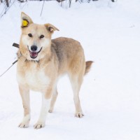 В добрые руки, пёс, окрас трехцветный