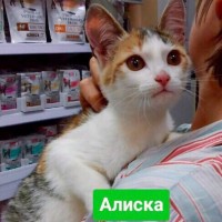 В добрые руки, кошки и котик