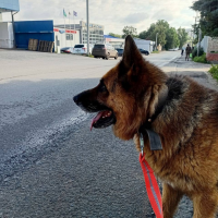 Найдено:  овчарка собак кошек