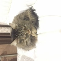 Найдена кошка, окрас серый. пушистая