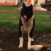 Найдена собака, порода русско-европейская лайка