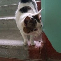 Найден кот, окрас черно-белый, пятнистый