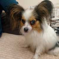 Найдено:  папильон