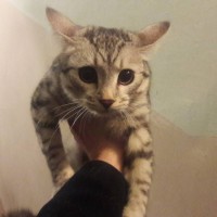 Найдена кошка/кот, окрас серый, полосатый