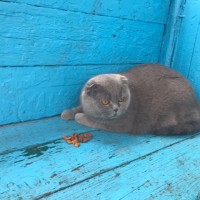 Найдена кошка\кот, окрас дымчатый