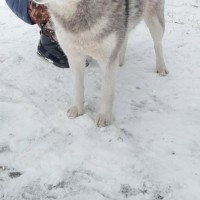 Найдена собака, порода хаски, окрас серо-белый