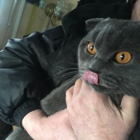 Найден кот, порода британец-вислоухий, окрас дымчатый
