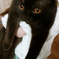 Найден кот, окрас черный, вислоухий