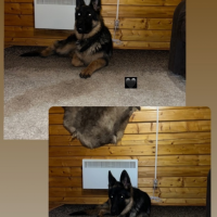 Потеряно:  собака