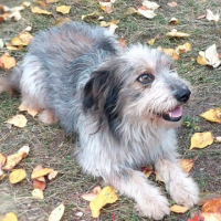 Найдено:  собака кобелек