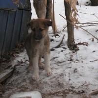 В добрые руки, щенки