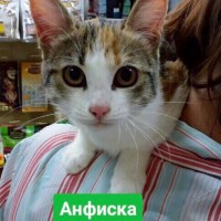 В добрые руки, кошки и котик