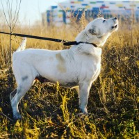 Найдена собака, порода алабай, окрас белый с коричневыми пятнами