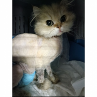 Отдам в добрые руки:  кошка