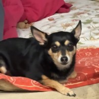 Пропала собака