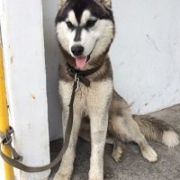 Найден пес, порода хаски, окрас черно-белый