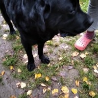 Найден пёс, порода лабрадор, окрас чёрный