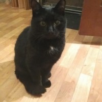 Найден котик, окрас черный