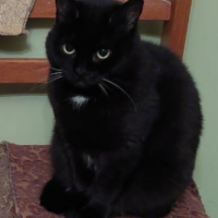 Потеряно:  кошка кошка