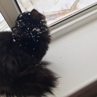 Потерялся кот, окрас черный, пушистый