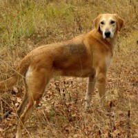 Потерялась собака, порода русская гончая, окрас рыжий