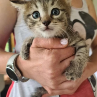 Отдам в добрые руки:  котенок котенок