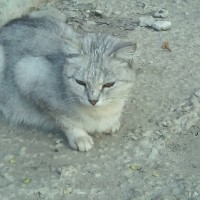 Найдена кошка\кот, окрас серый