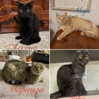 Отдам в добрые руки:  котик