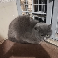 Найдено:  кот