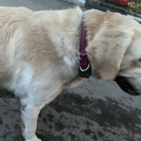 Найден пес, порода лабрадор, окрас палевый