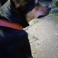 Найдена собака, окрас черно-коричневый с красным ошейником