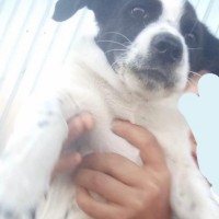 Пропала наша любимая собака