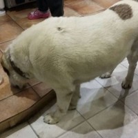Найдена собака, порода алабай, окрас белый
