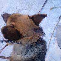 Нашёл собаку