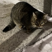 Найден кот домашний полосатый