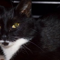 Найдена кошка, окрас черно-белый