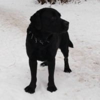 Найден пес, порода лабрадор, окрас черный