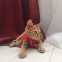 В добрые руки, котенок, окрас рыжий