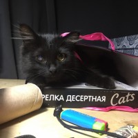 Потерялась кошка, окрас черный