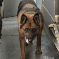 Потеряно:  собака