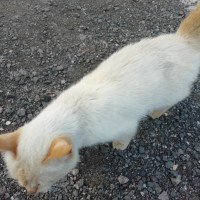 Найдена кошка, окрас серый с рыжими ушами и хвостом