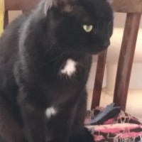 Найден кот, окрас чёрный с белыми пятнашками
