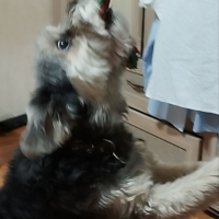 Потеряно:  собака